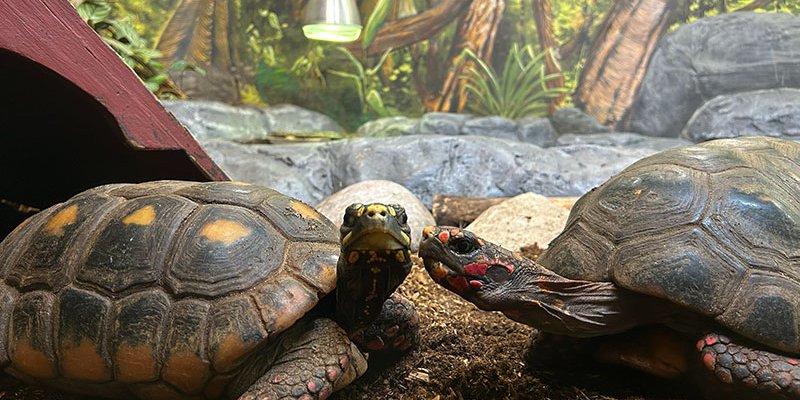 two turtles in green habitat
