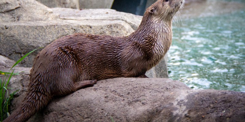 North American river otter